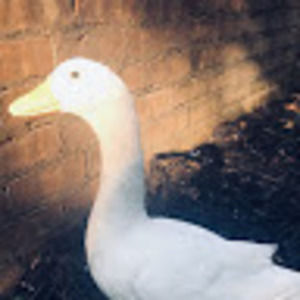 Meet your Posher, Marissa